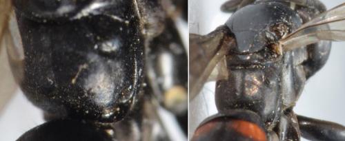 Entomobora crassitarsis